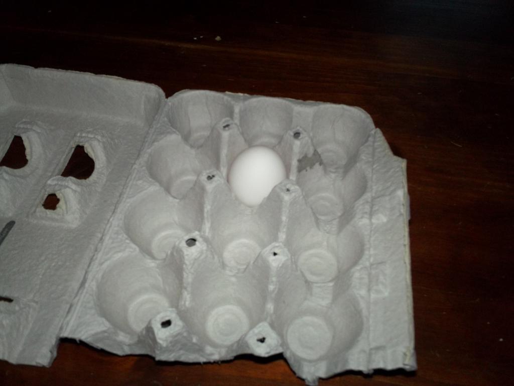 97463_our_1st_egg_004.jpg