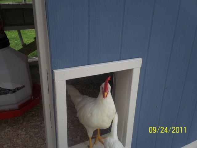 97463_rooster003.jpg