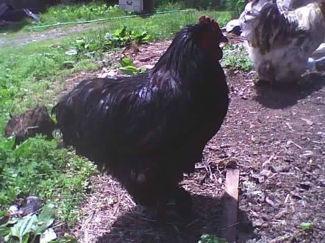 97538_blackroo.jpeg