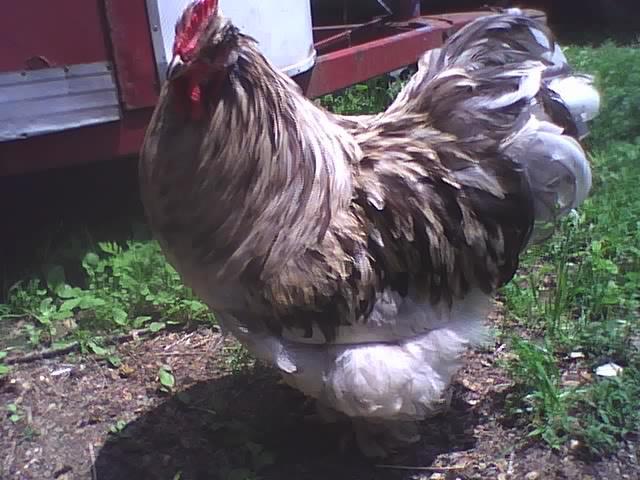 97538_sexy_bitch.jpeg