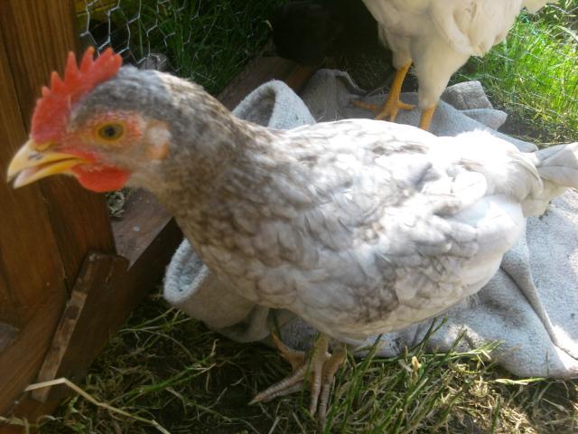 97541_photo0081.jpg