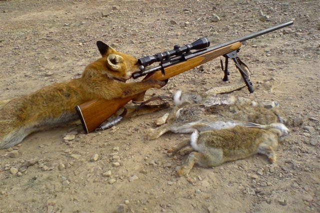 97568_fox_hunting.jpg