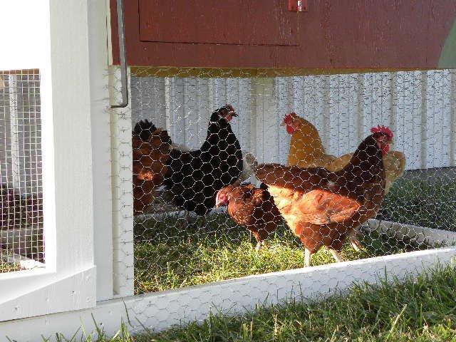 97666_chickens_enjoying_the_grass.jpg