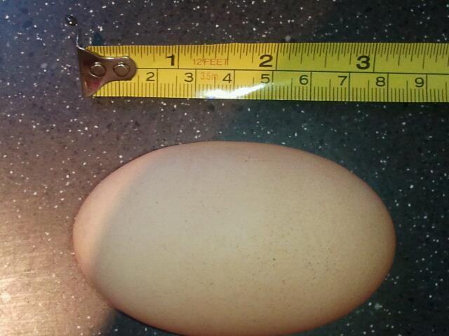 97666_large_egg_over_3_inches.jpg