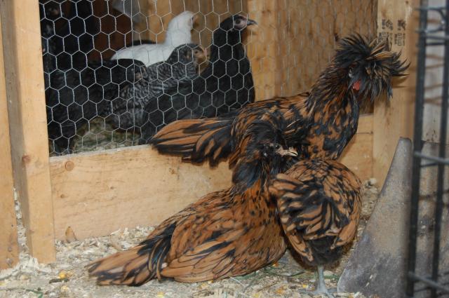 97692_chicks_065.jpg