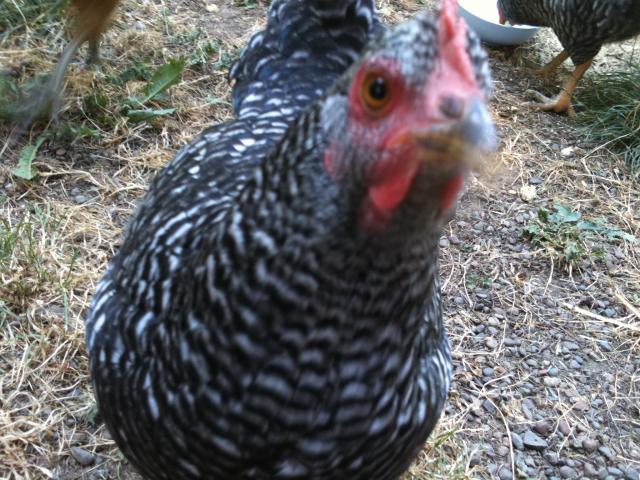 97730_chicker2.jpg