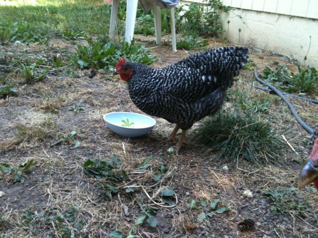 97730_chicker3.jpg