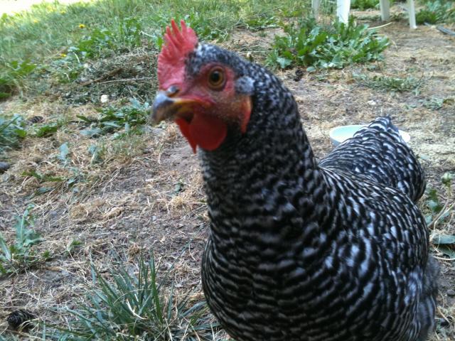 97730_chicker4.jpg