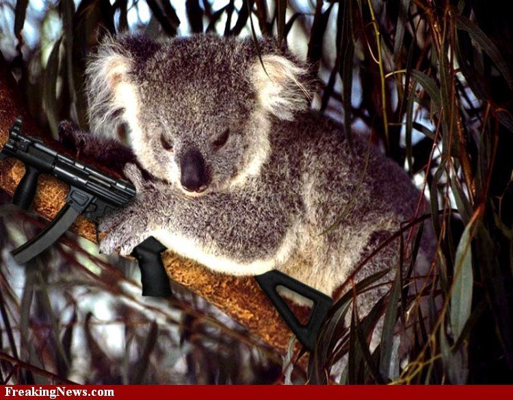 97743_koala--5719.jpg