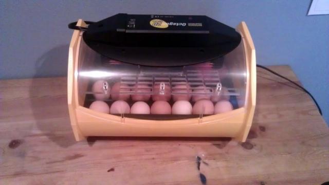 97801_eggs.jpg