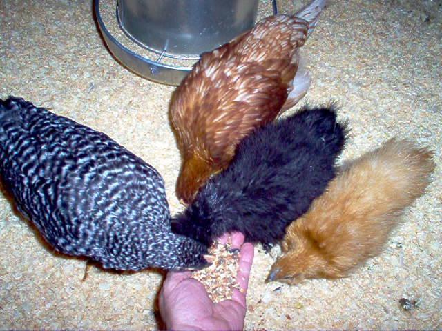 97838_handfeeding_hens_001.jpg