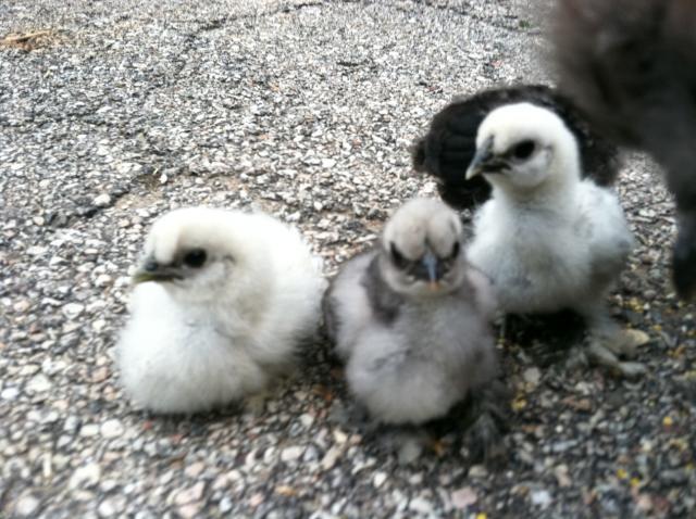 97872_wee_three_chicks_on_driveway.jpg