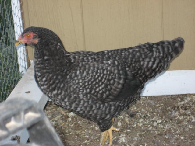 97909_chickens_001.jpg
