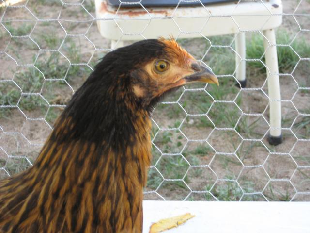 97909_chickens_039.jpg