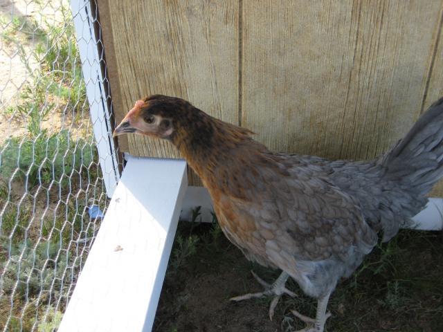 97909_chickens_057.jpg