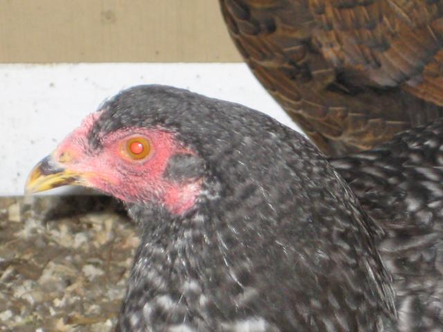 97909_chickens_100.jpg
