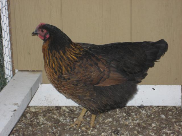 97909_chickens_103.jpg