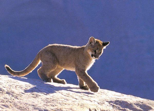 97927_cougar-cub.jpg