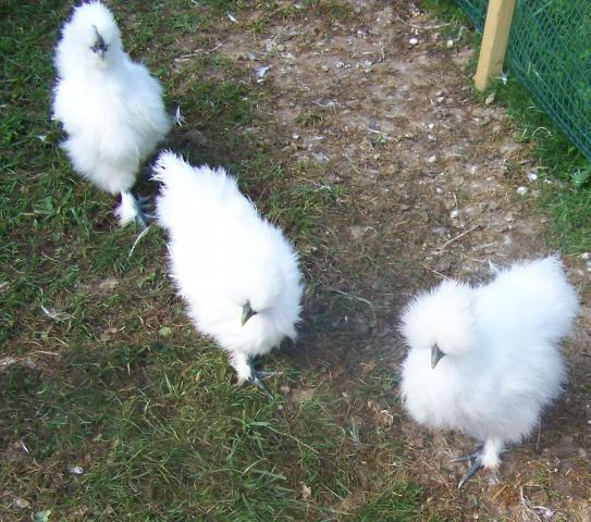 97973_002.jpg