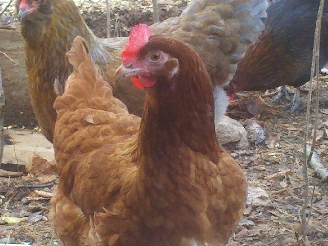 98032_chickens_018.jpg