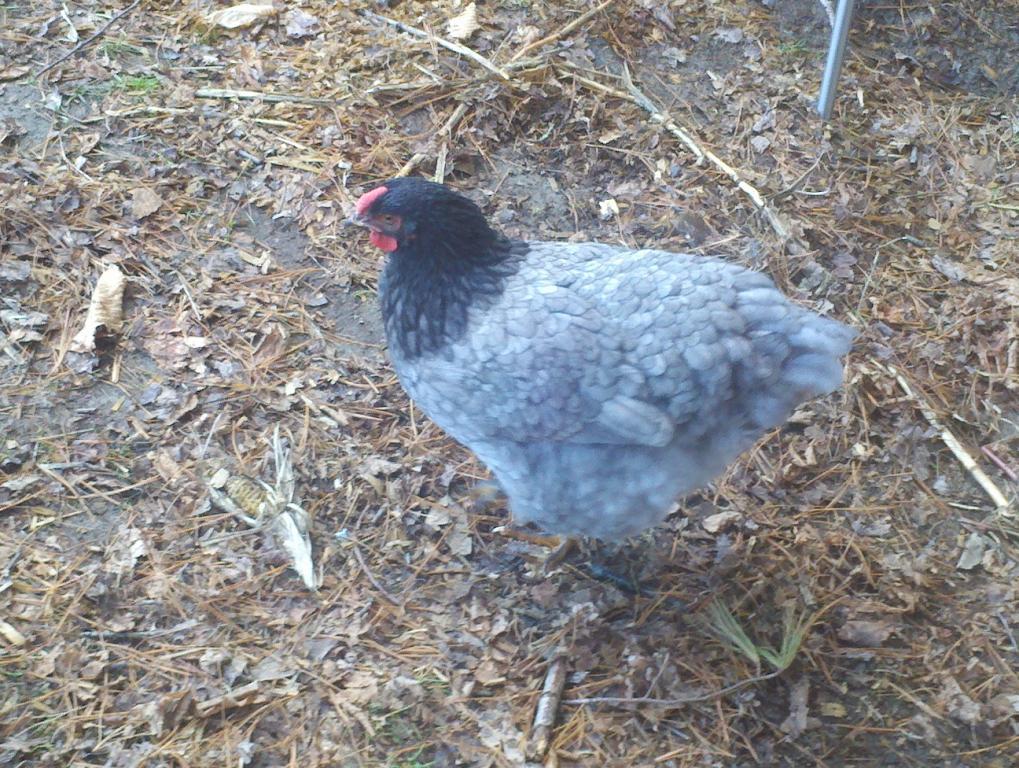 98032_chickens_051.jpg