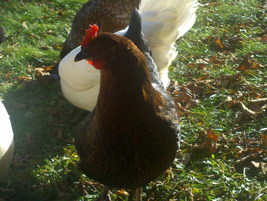 98032_chickens_054.jpg