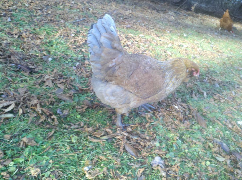 98032_chickens_094.jpg