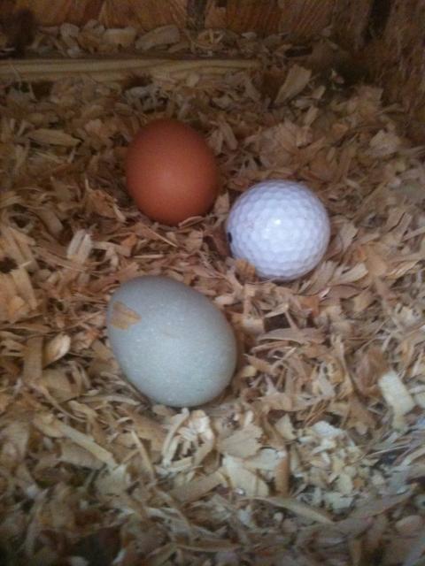 98066_blue_egg_1.jpg
