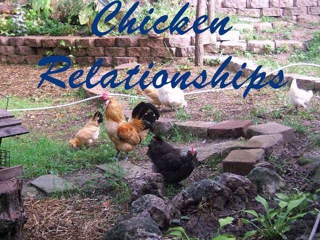 9826_chicken-relationships-titlebar.jpg