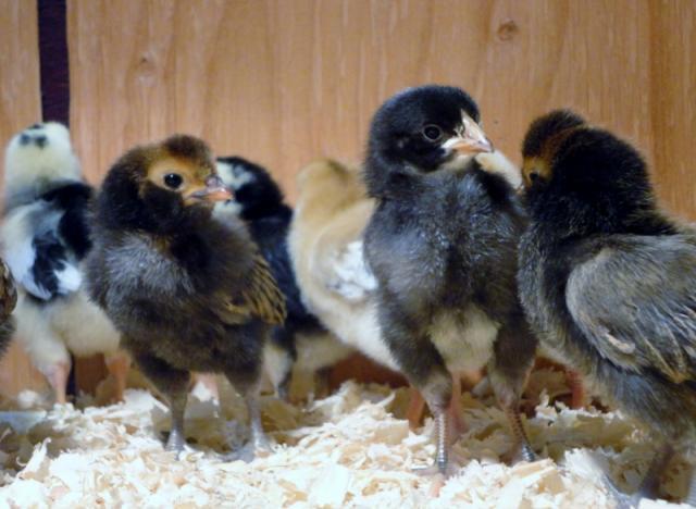 98373_chicks_-_week_1e_800x586.jpg