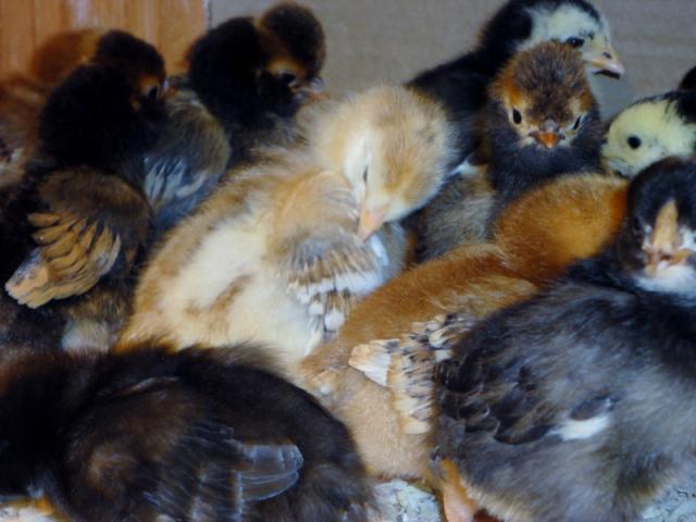 98373_chicks_-_week_1f_800x600.jpg