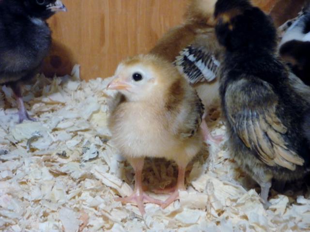 98373_chicks_-_week_1g_800x600.jpg