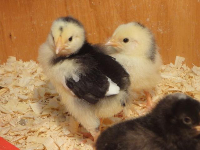 98373_chicks_-_week_1h_800x600.jpg