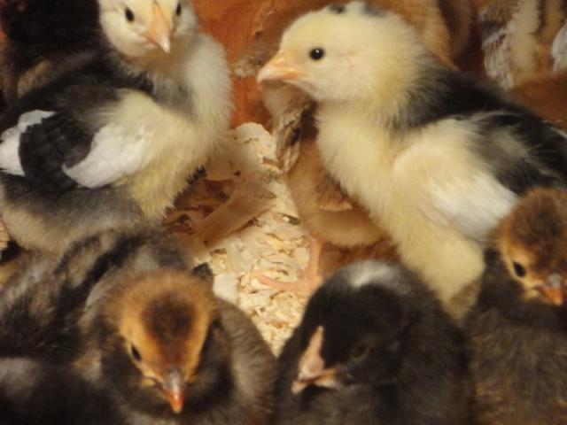 98373_chicks_-_week_1i_800x600.jpg