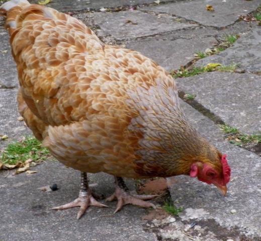98412_imgp1850.jpg