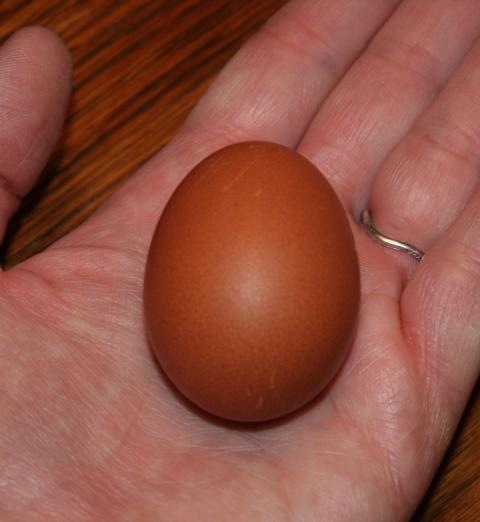 98426_bcm_first_egg.jpg