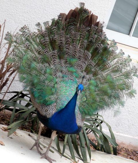 98483_peacock1-l.jpeg