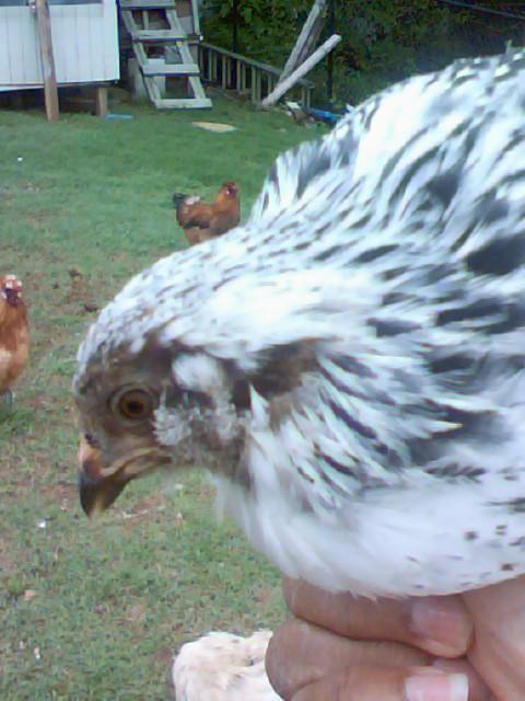 9848_pic050409_1.jpg
