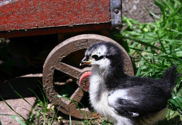 9864_cute_chickie_by_gazetteanchickenlovr.jpg