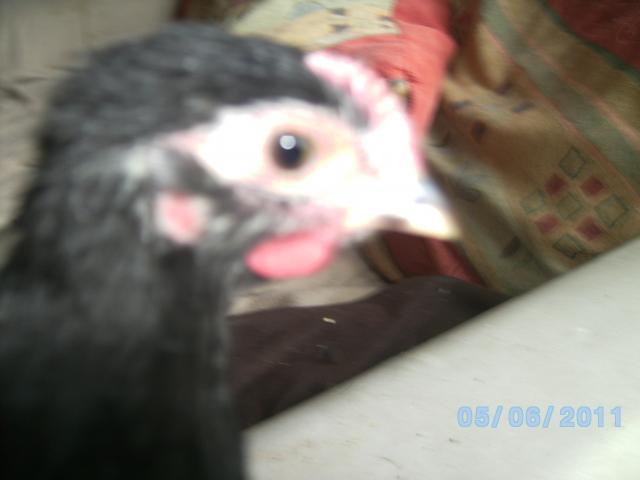 98688_camera_290611_273.jpg