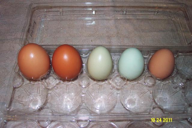 98707_10-24-2011_eggs.jpg