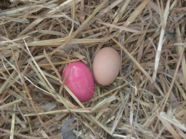98707_first_egg.jpg