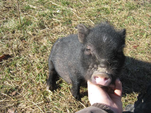 9872_piggles_116.jpg