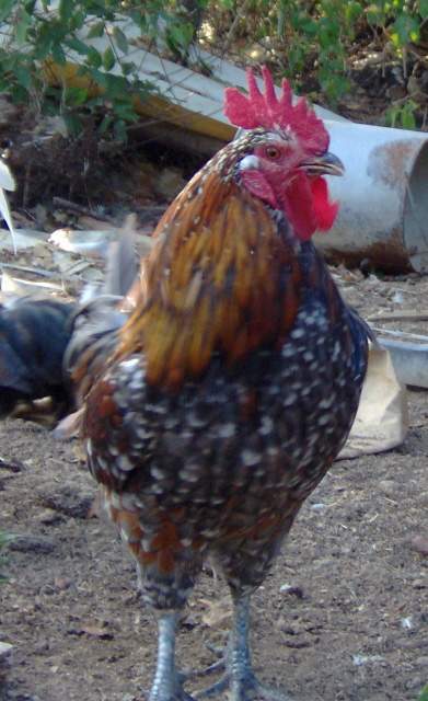 9872_rooster8.jpg