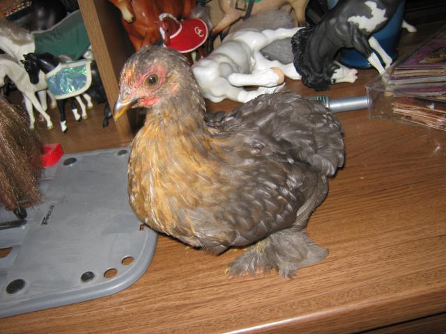 9872_txchickenpics_544.jpg