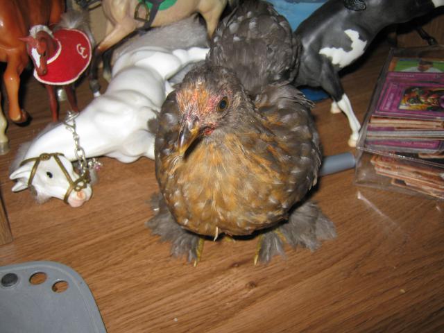 9872_txchickenpics_548.jpg