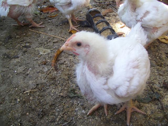 98777_chickencamera3_036.jpg