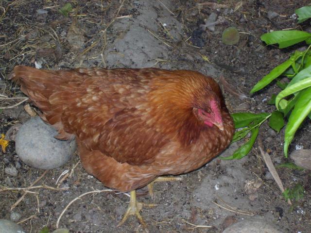 98777_chickens_100.jpg