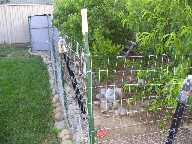 98777_chickens_157.jpg