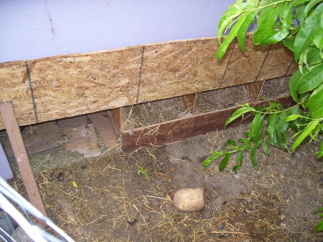 98777_chickens_175.jpg
